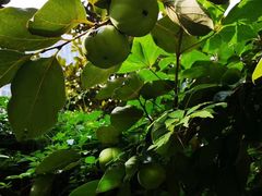 -春花秋色城市公园