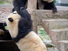 -中国大熊猫保护研究中心雅安碧峰峡基地