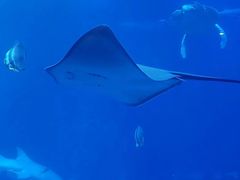 -太平洋海底世界