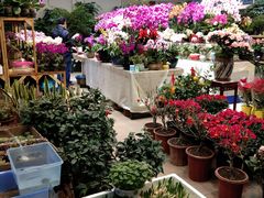 -双季花艺园艺市场(浦东店)