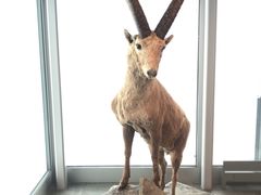-希尔特峰