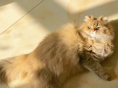 -猫大福·Fortune Cat猫舍(百子湾店)