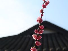 -无锡梅园公园