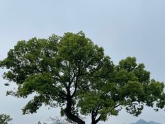 -龙坞茶村