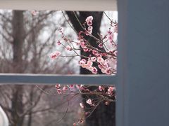 -梅花山(明孝陵内)