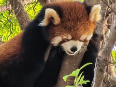 -灵玲国际马戏城