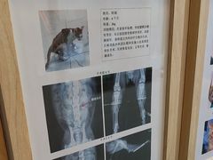 -半岛宠物医院24小时·内窥镜·牙科·碎石中心(府城大道店)