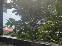 -蘇河湾·新鲁菜·泰山宴(泰山店)