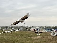-盐城丹顶鹤湿地生态旅游区