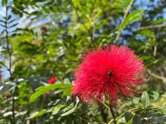 -西双版纳原始森林公园