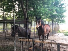 -合肥滨湖国家森林公园