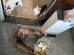 -瑞派申生动物医院·24H夜诊·国际动物医疗中心·骨外科(吴中路店)