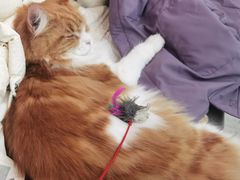 -喵园·猫主题咖啡厅·撸猫·猫咖(国贸店)