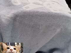 -凯特喵百思猫专科医院