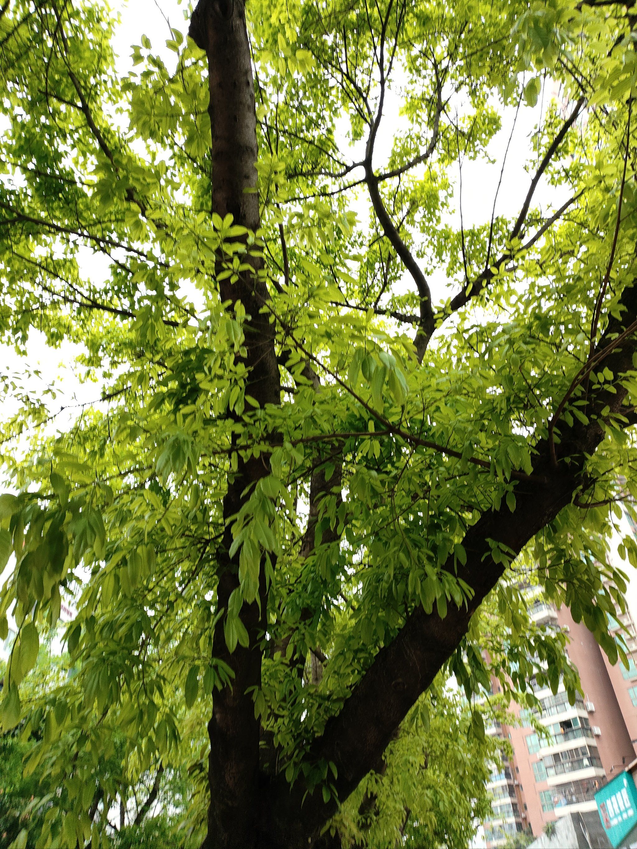 我特别喜欢家楼下的道路,每逢春天,几颗百年大榕树长出嫩绿的叶子