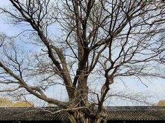 -苏州文庙(姑苏区)