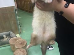 -藦茜花园宠物主题亲子互动体验馆(国顺东路店)