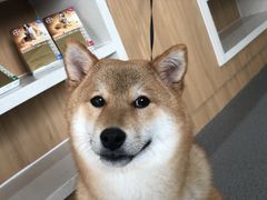 -爱妮康宠物医院·干细胞免疫细胞·肿瘤·心脏(张江店)