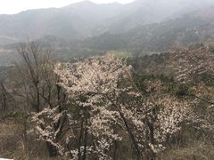 -木兰云雾山