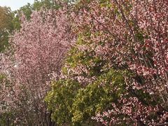 -梁鸿国家湿地公园