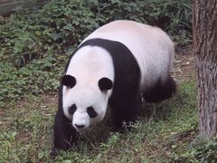 -栾川竹海野生动物园