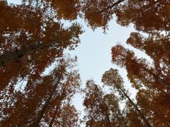 -黄海国家森林公园