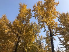 -重庆市江北嘴中央商务区中央公园