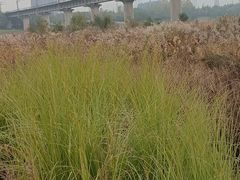 -灞河西岸滨河公园