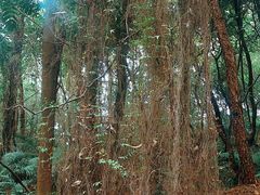 -滴水岩森林公园