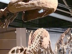 -世界恐龙谷景区