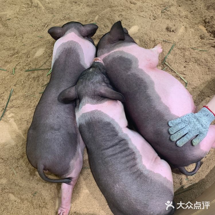 福田萌宠店｜性价比高，周末快来rua它们