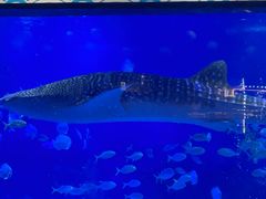 -烟台海昌鲸鲨海洋公园