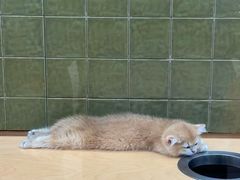 -帕帕拉兹宠物(亚洲旗舰店)