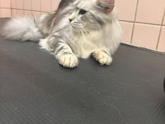 -FAELING PETS美天灵宠物(富力广场店)