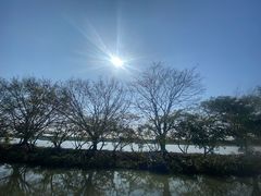 -大湾区中央湿地公园