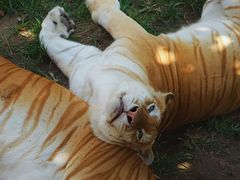 -西霞口神雕山野生动物世界