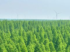 -黄海国家森林公园