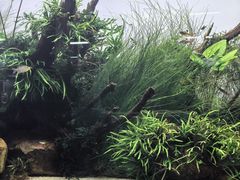 -ADA自然水景世界
