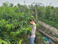 -南汇新场正宗水蜜桃采摘