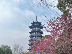 -洋湖国家湿地公园
