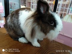 -藦茜花园宠物主题亲子互动体验馆(国顺东路店)