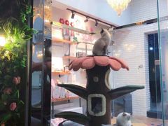 -糯米喵星人总部直营旗舰店·猫舍·幼猫出售