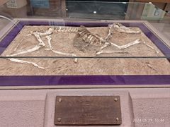 -陕西自然博物馆