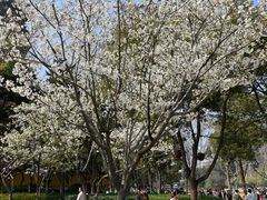 -听松楼·花园酒店·自助餐厅(红梅公园店)
