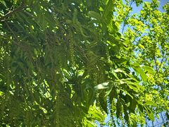 -昆山城市生态森林公园