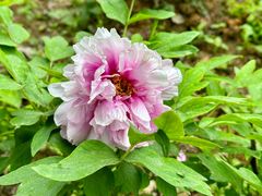 -花溪公园