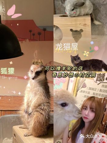可以撸羊驼刺猬的店｜奇思妙想の时空洞