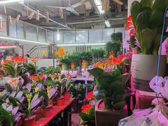 -花鸟鱼虫鲜花绿植市场(玉泉路店)