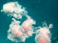 -海合安青岛极地海洋公园