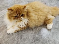 -More Fun猫咖 二十只万元加菲主题